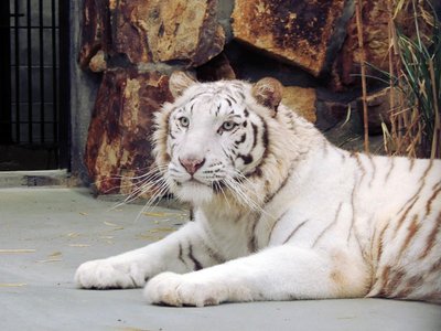 🦁 이케다 동물원